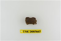 藏品(絨毛仿銀杏蟹)的圖片